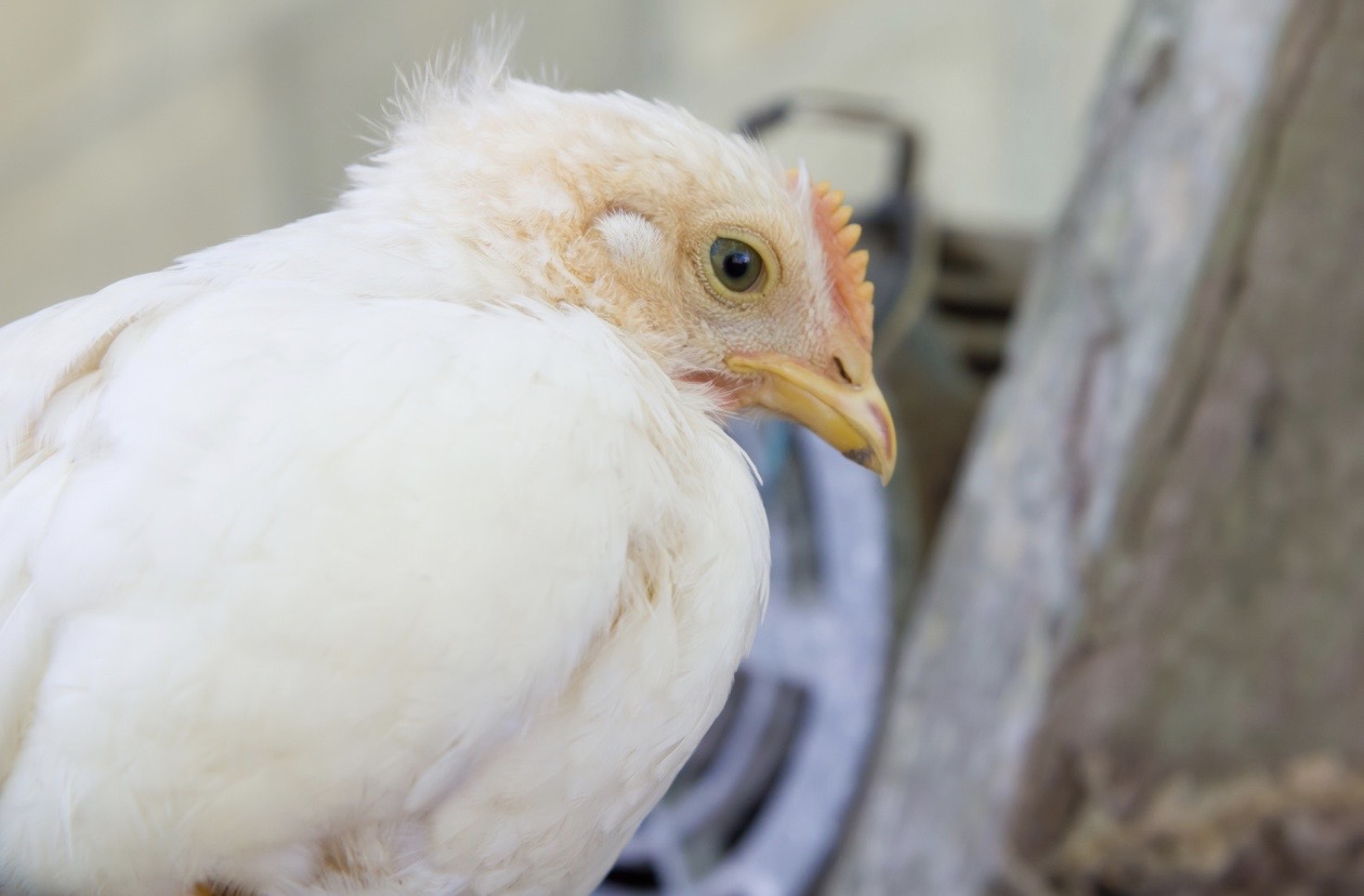 Chicken Bird Flu